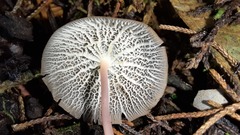 Marasmius cladophyllus