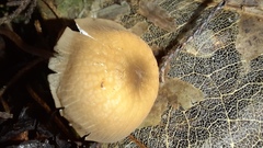Marasmius cladophyllus
