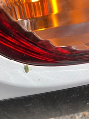 Blepharidopterus angulatus