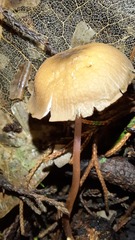 Marasmius cladophyllus