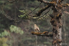 Buteo refectus