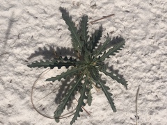 Mentzelia procera