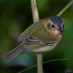 Ochre-Faced Tody-Flycatcher photo 3