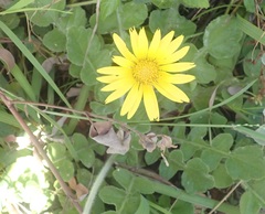 Arctotheca prostrata