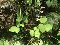 Tiarella trifoliata trifoliata