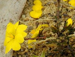 Hibbertia pustulata