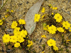 Hibbertia pustulata