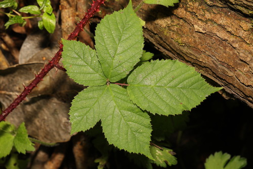 Intense Bramble (Rubus intensior)