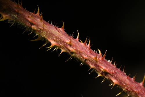 Image of Rubus intensior by no rights reserved