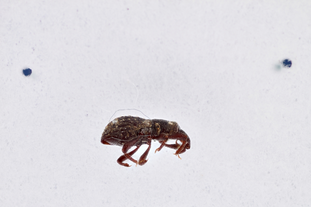 Howdeniola