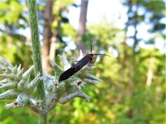 Scythris fuscicomella