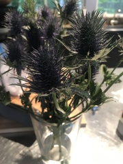 Eryngium planum