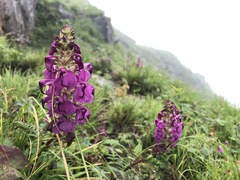 Pedicularis pectinata