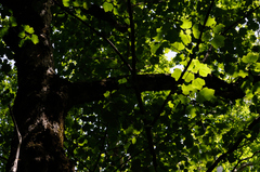 Acer opalus obtusatum