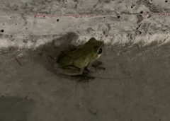Hyla japonica
