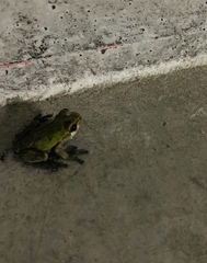 Hyla japonica
