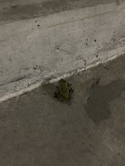 Hyla japonica