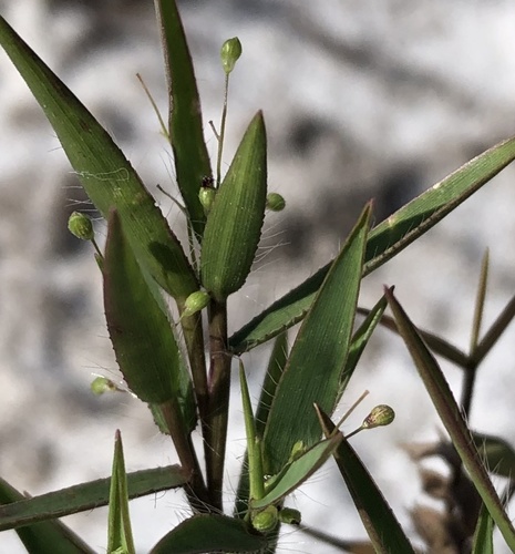 Dichanthelium portoricense