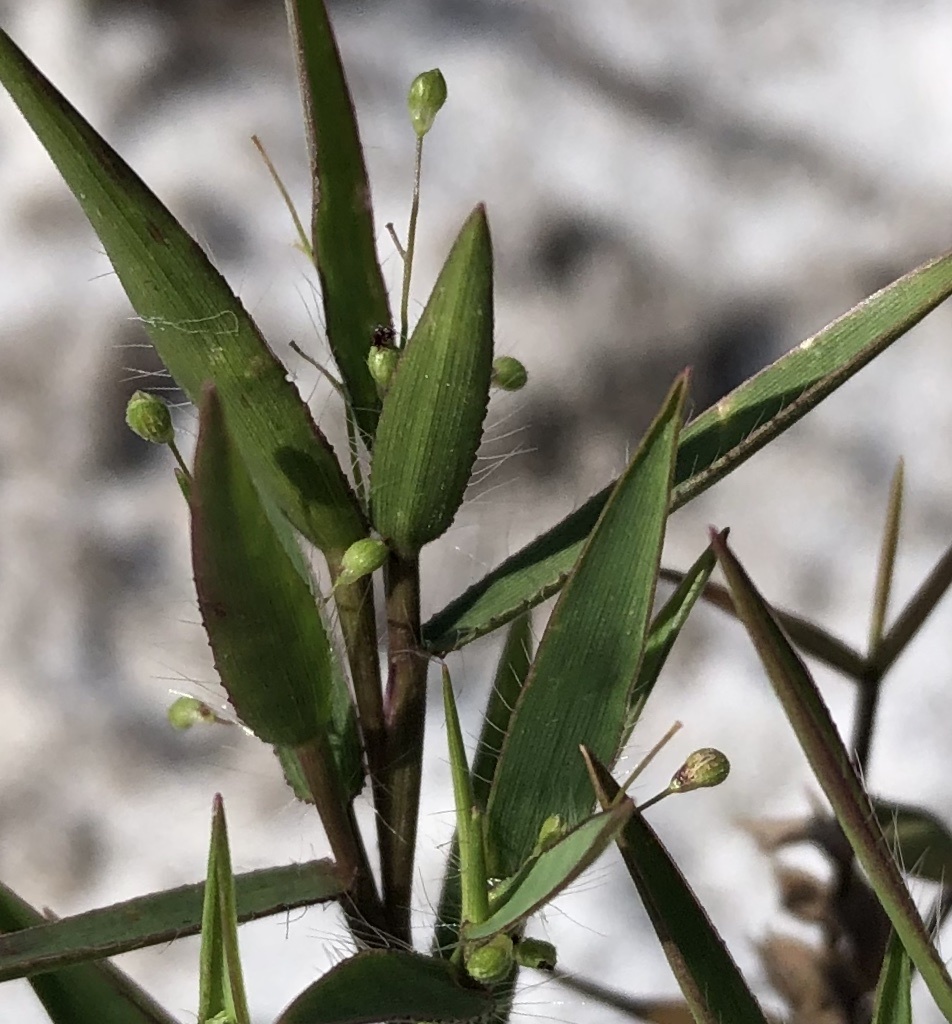 Dichanthelium portoricense