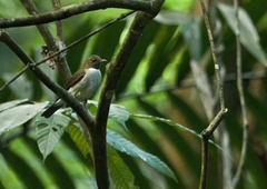 Turdus albicollis