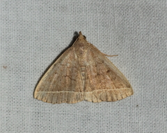 Zanclognatha jacchusalis