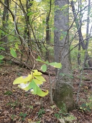 Leucanthiza dircella