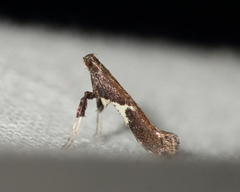 Caloptilia stigmatella