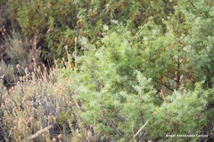 Lavandula pedunculata