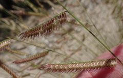 Bouteloua barbata rothrockii