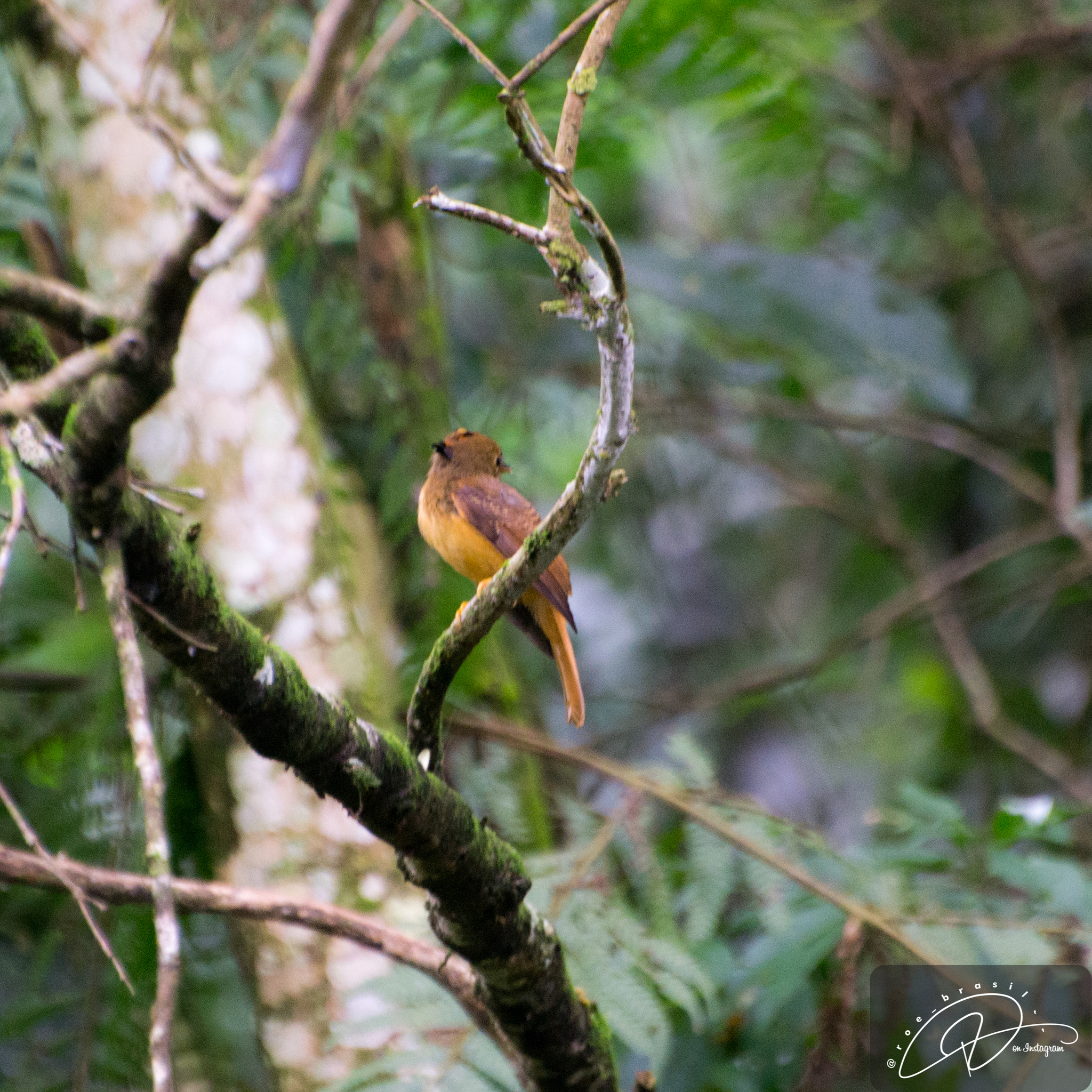 Atlantic Royal Flycatcher illustration