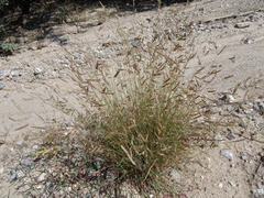 Bouteloua barbata rothrockii