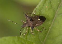 Proxys albopunctulatus
