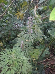 Leonurus japonicus