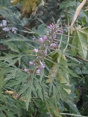 Leonurus japonicus