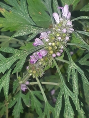 Leonurus japonicus