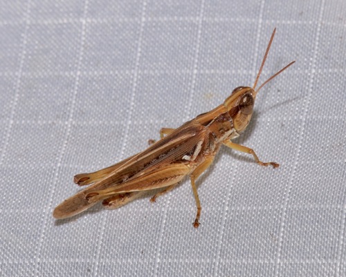 Spotted-winged Grasshopper