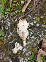 Dasypus