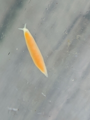 Vorticeros praedatorium