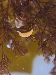 Vorticeros praedatorium