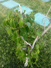 Magnoliopsida