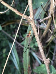 Leucauge argyra