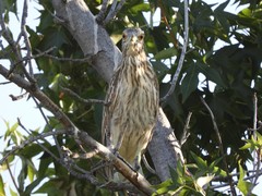 Nycticorax nycticorax