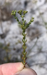 Paronychia chartacea image