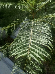 Jacaranda mimosifolia