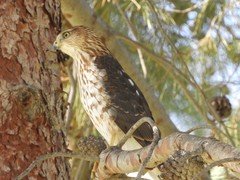 Accipiter cooperii