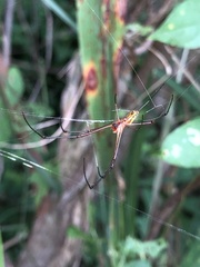 Leucauge argyra