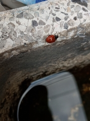 Cycloneda emarginata