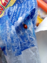 Cycloneda emarginata