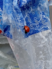 Cycloneda emarginata