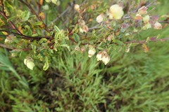 Hermannia hyssopifolia